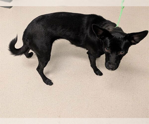 Medium Photo #1 Chiweenie Puppy For Sale in Corona, CA, USA