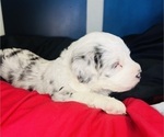 Small #9 Sheepadoodle