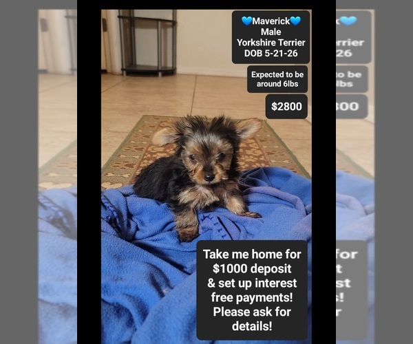 Medium Photo #1 Yorkshire Terrier Puppy For Sale in TUCSON, AZ, USA