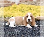 Small #3 Basset Hound