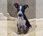 Small #5 Mutt
