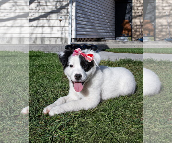 Medium Photo #3 Borador Puppy For Sale in Sandy, UT, USA