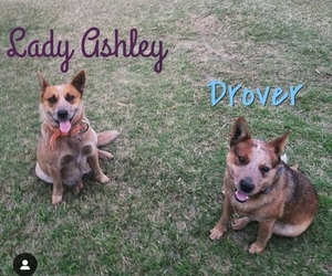 Father of the Australian Cattle Dog puppies born on 11/28/2019