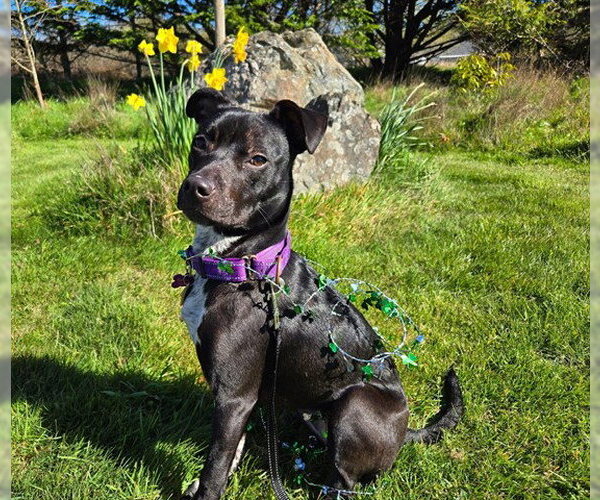 Medium Photo #3 Mutt Puppy For Sale in McKinleyville, CA, USA