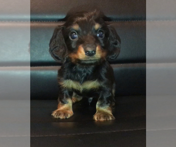 Medium Photo #2 Dachshund Puppy For Sale in QUANAH, TX, USA