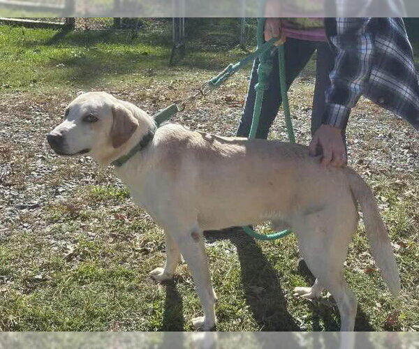 Medium Photo #2 Labrador Retriever-Unknown Mix Puppy For Sale in Rustburg, VA, USA