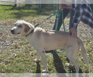 Biscuit: At shelter, available 10/30 - Male Labrador Retriever-Unknown Mix Dog for Adoption - Photo #2
