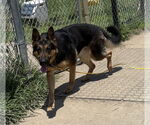 Small #4 German Shepherd Dog