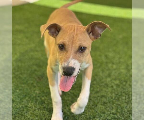 Medium Photo #3 Colonial Cocker Spaniel-Unknown Mix Puppy For Sale in San Diego, CA, USA