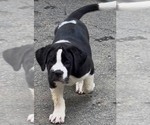 Small #8 Cane Corso-Saint Bernard Mix
