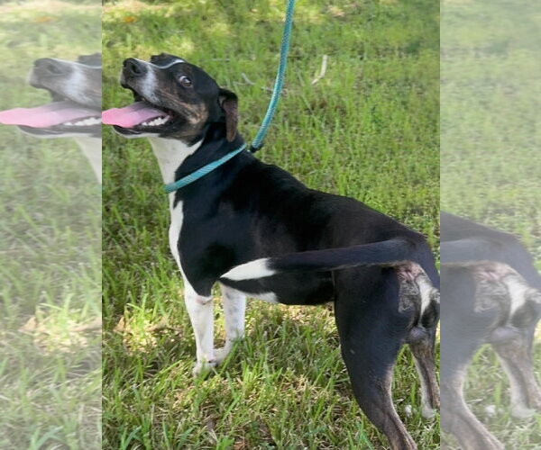 Medium Photo #2 Jack Russell Terrier-Mountain Cur Mix Puppy For Sale in Oakhurst, NJ, USA