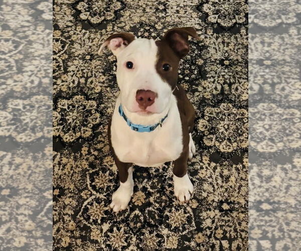 Medium Photo #1 American Pit Bull Terrier-Unknown Mix Puppy For Sale in Germantown, OH, USA