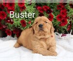 Small #5 Golden Retriever
