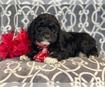 Small Photo #15 Cocker Spaniel-Poodle (Miniature) Mix Puppy For Sale in LAKELAND, FL, USA