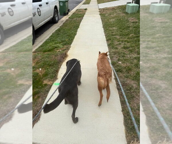 Medium Photo #4 German Shepherd Dog Puppy For Sale in Evansville, IN, USA