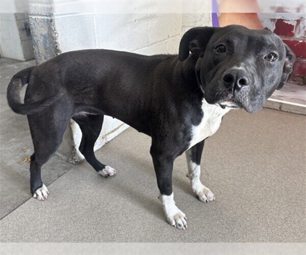 Medium Photo #1 Mutt Puppy For Sale in San Bernardino, CA, USA