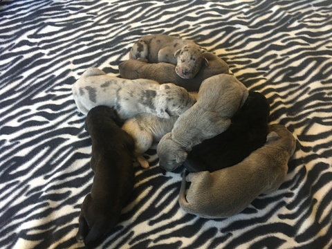 Medium Photo #1 Great Dane Puppy For Sale in WAUSEON, OH, USA