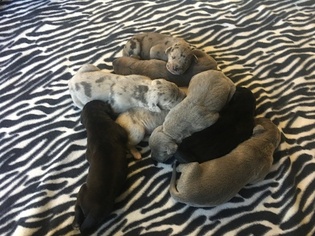 Great Dane Puppy for sale in WAUSEON, OH, USA