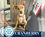 Small #13 Boxer Mix