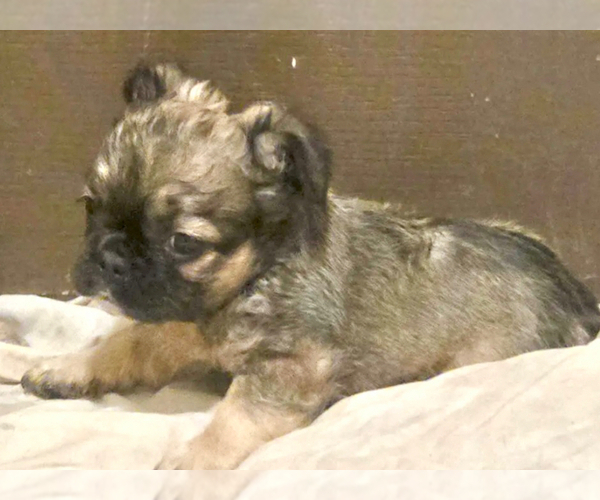 Medium Photo #5 French Bulldog Puppy For Sale in LITITZ, PA, USA