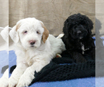 Small #2 Goldendoodle
