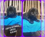 Small Photo #1 Labrador Retriever Puppy For Sale in ARITON, AL, USA