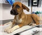 Small #2 Labrador Retriever Mix