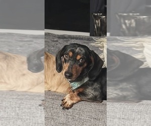 Father of the Dachshund puppies born on 04/28/2026