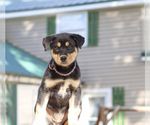 Puppy 4 Rottweiler-Siberian Husky Mix