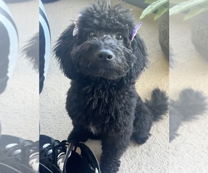Doodle-Poodle (Miniature) Mix Puppy for sale in RIVERVIEW, FL, USA