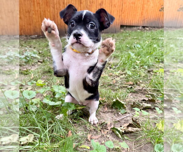 Medium Photo #4 French Bulldog-Unknown Mix Puppy For Sale in Gloversville, NY, USA