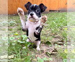 Small #3 French Bulldog Mix