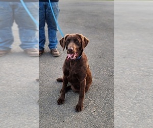 Labrador Retriever Puppy for sale in YELM, WA, USA