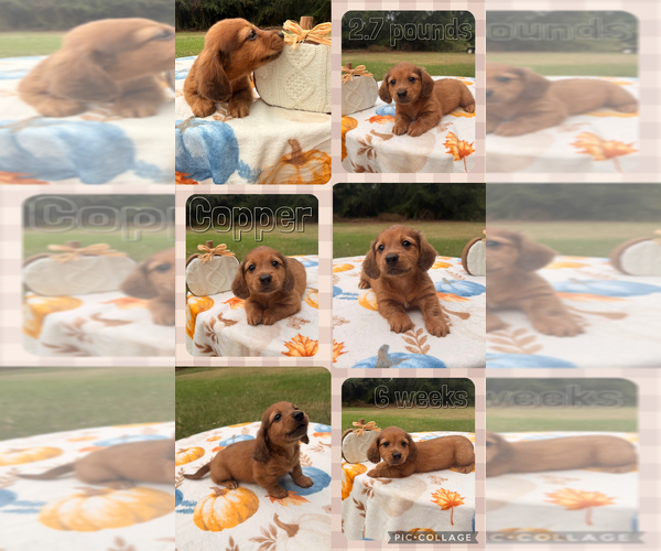 Medium Photo #1 Dachshund Puppy For Sale in NACOGDOCHES, TX, USA