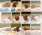 Image preview for Ad Listing. Nickname: Copper