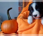 Small Photo #1 Australian Shepherd Puppy For Sale in OAK GROVE, MO, USA