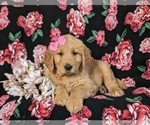 Small Photo #4 Golden Retriever Puppy For Sale in CHRISTIANA, PA, USA