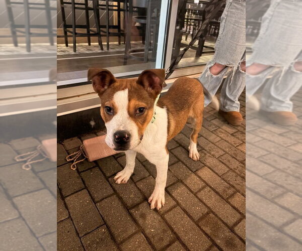 Medium Photo #3 Mutt Puppy For Sale in Andover, MN, USA
