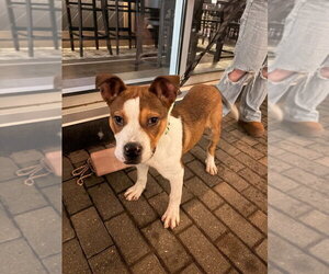 Smiley - Male Mutt Dog for Adoption - Photo #3