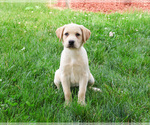 Small #2 Labrador Retriever