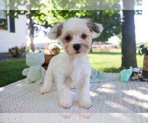 Coton de Tulear Puppy for Sale in SYRACUSE, Indiana USA