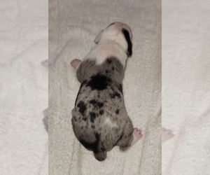 Catahoula Leopard Dog Puppy for sale in CUMBY, TX, USA