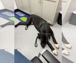 Small #1 Great Dane