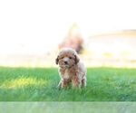 Small Photo #4 Maltipoo Puppy For Sale in WARSAW, IN, USA