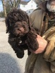 Small Photo #4 Goldendoodle-Poodle (Standard) Mix Puppy For Sale in BOWIE, MD, USA