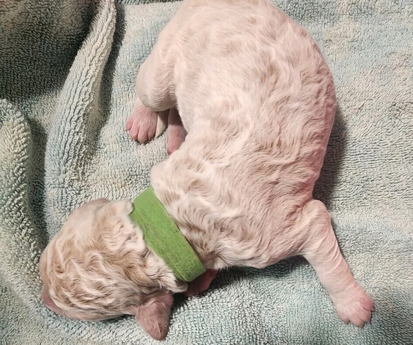 Medium Photo #45 Poodle (Standard) Puppy For Sale in CLAYTON, WA, USA