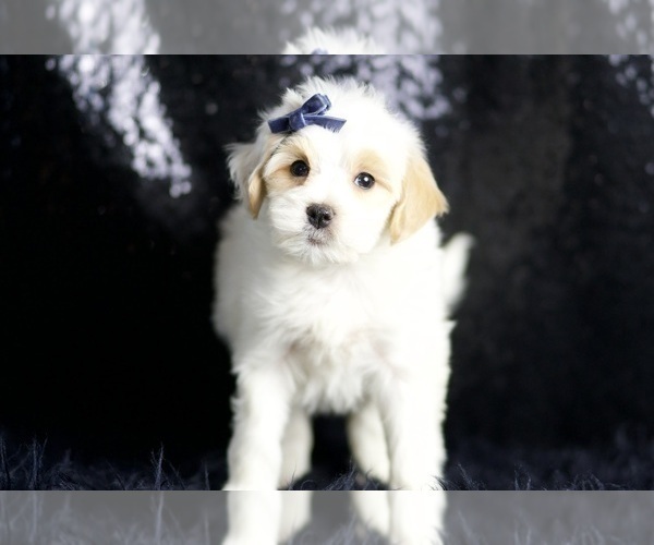 Medium Photo #3 Maltipoo (Miniature) Puppy For Sale in WARSAW, IN, USA