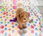 Small #7 Cock-A-Poo-Poodle (Miniature) Mix