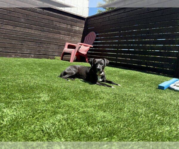 Medium Photo #4 Mutt Puppy For Sale in San Francisco, CA, USA