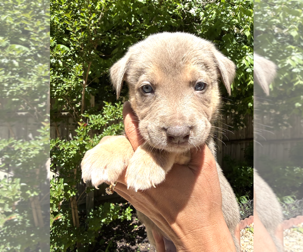 Medium Photo #5 Mutt Puppy For Sale in Rockville, MD, USA